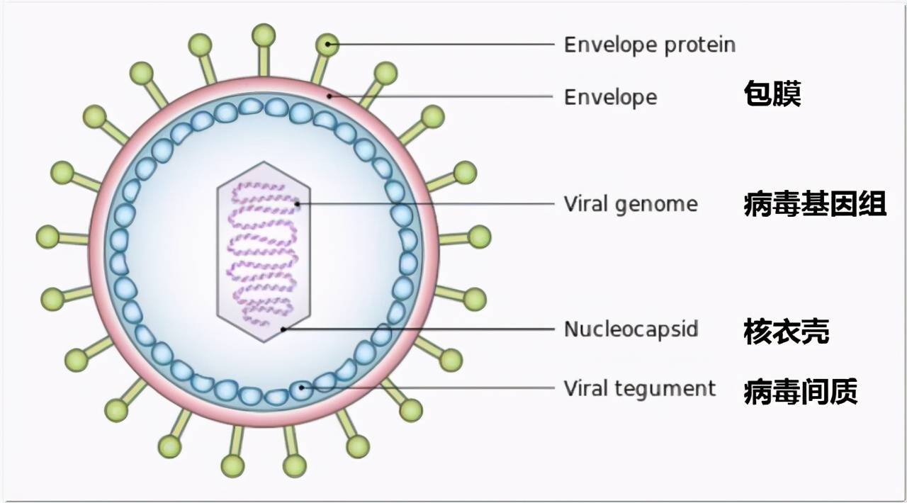 包膜病毒图片