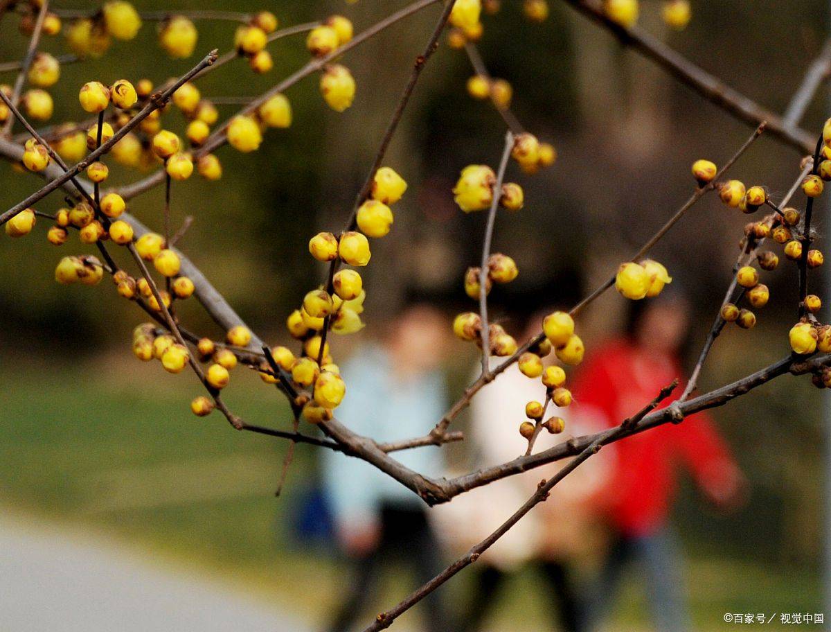 苏州最佳赏腊梅时间，今年梅花节快结束了，错过就得再等一年
