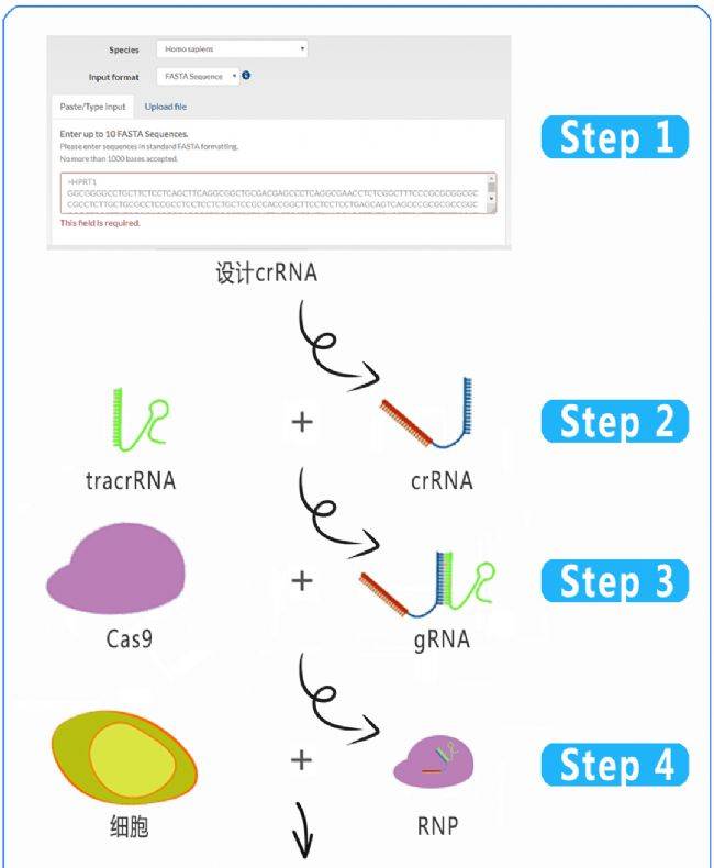 评测idtaltrcrisprcas9基因编辑系统