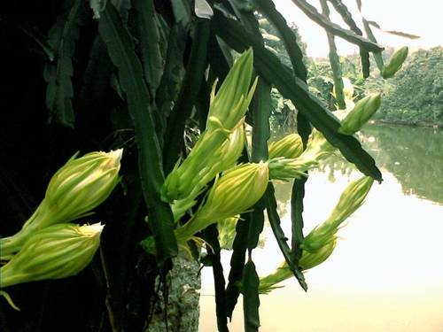 这花皮实好养繁殖快,盆栽养护重视花朵,价值珍贵_霸王花