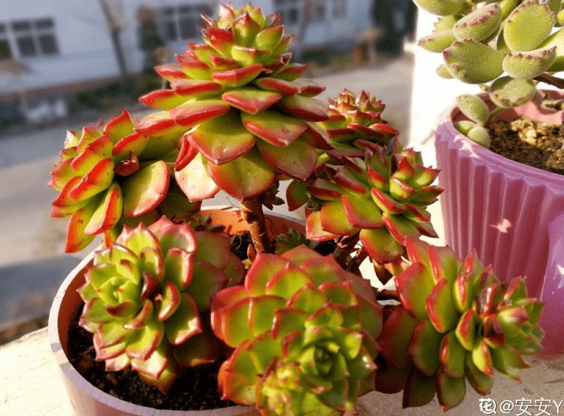 怎么养花不花钱 8251b0e7517f49f98a7c3afb3523fce2.png