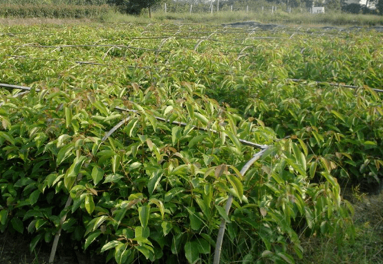 在过去数千年都没有找到龙脑樟树的原生记载,茵陈一直以来我国所用的