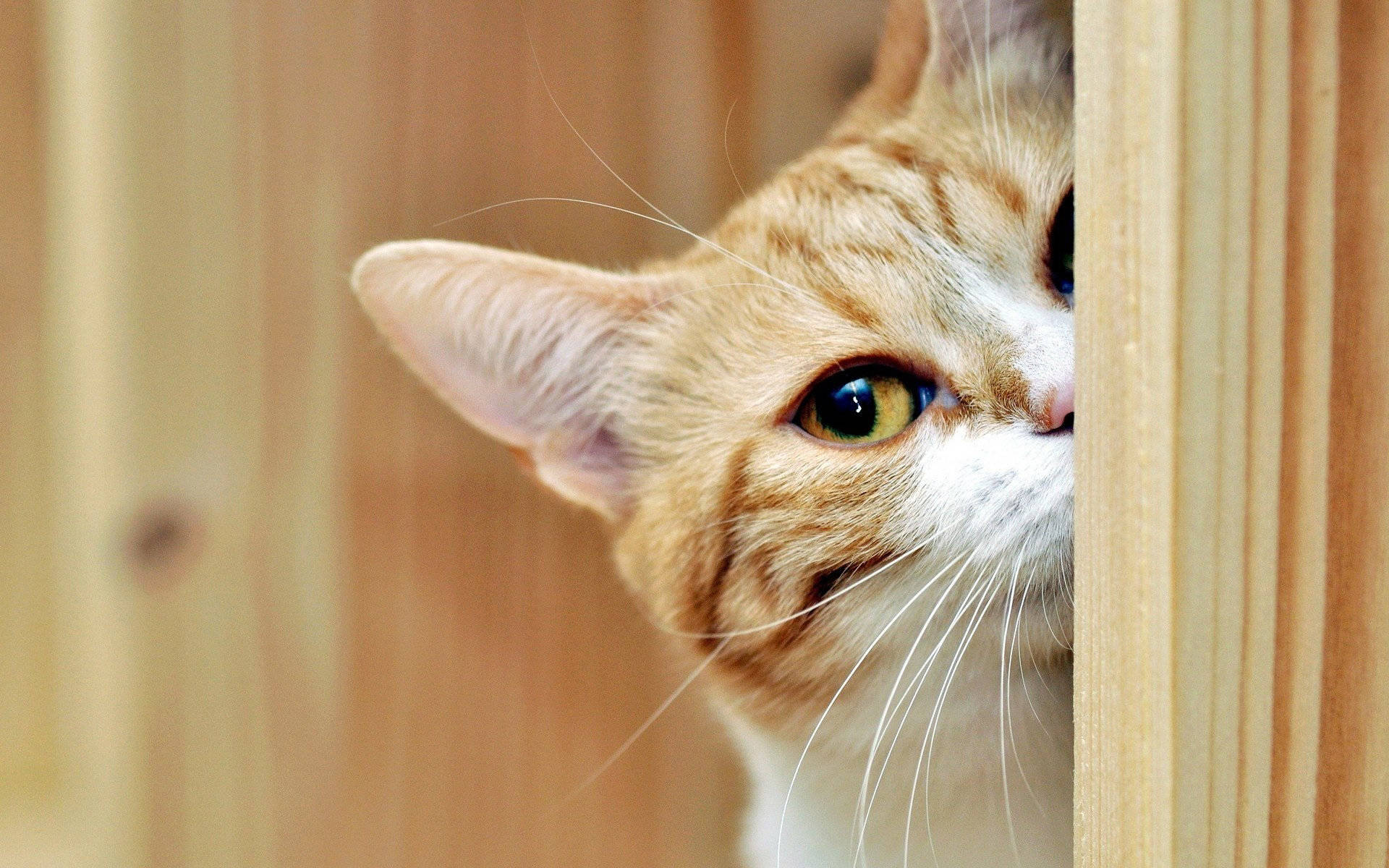 猫咪的常见耳部疾病的防治与护理—外耳炎等 - 知乎