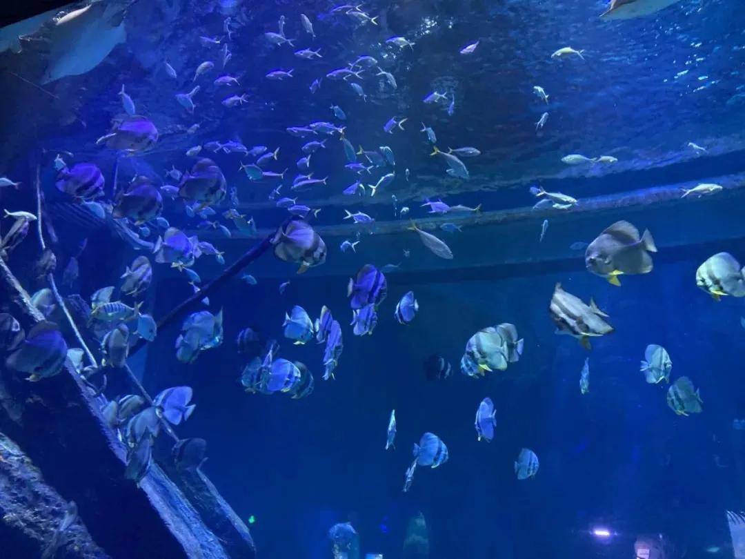建议你去一趟鄂尔多斯海洋馆，这里的美人鱼超级美！