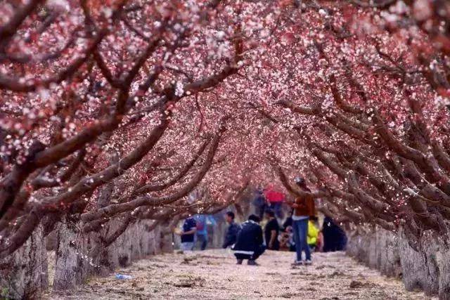 新疆首个花期预报 让你赏花不迷路！