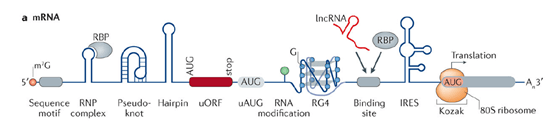 rna高級結構(偽結,髮卡,rna g-4聯體),ires(核糖體進入位點),uorf,ua