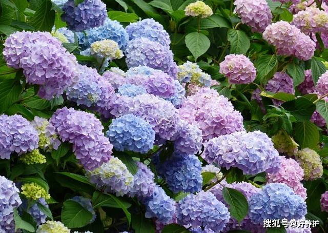 盘点无尽夏绣球花受欢迎的三大原因 有你喜欢的么 颜色