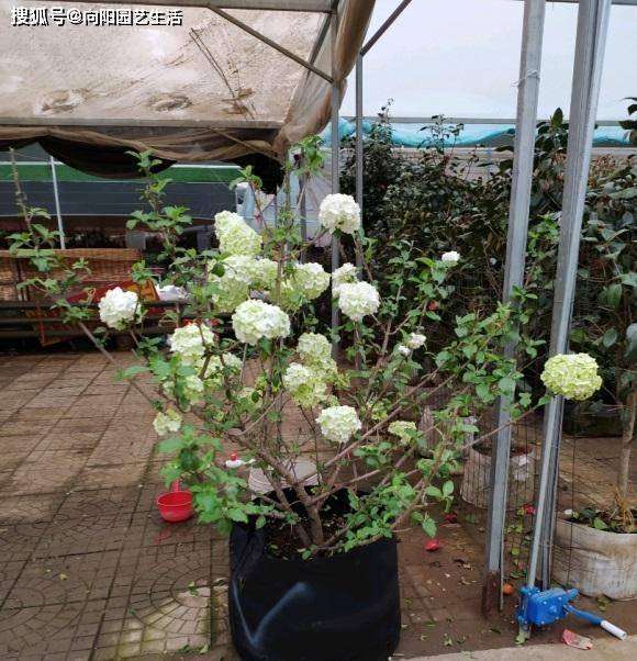 花市的绣球开花了 不建议大家买 温室花 养护难度高 叶子