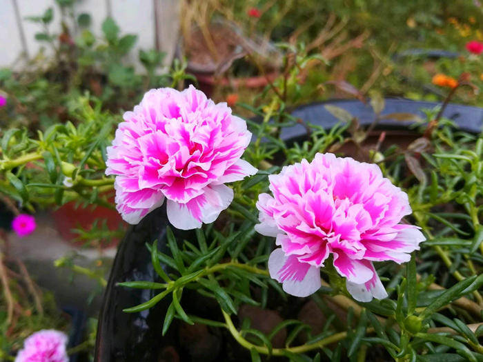 一入秋花儿叶子就发黄 先看看土壤情况 就能发现不少问题 植物