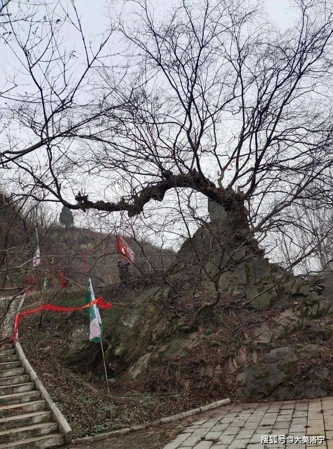 洛宁程志民——桃缘上观(图12)
