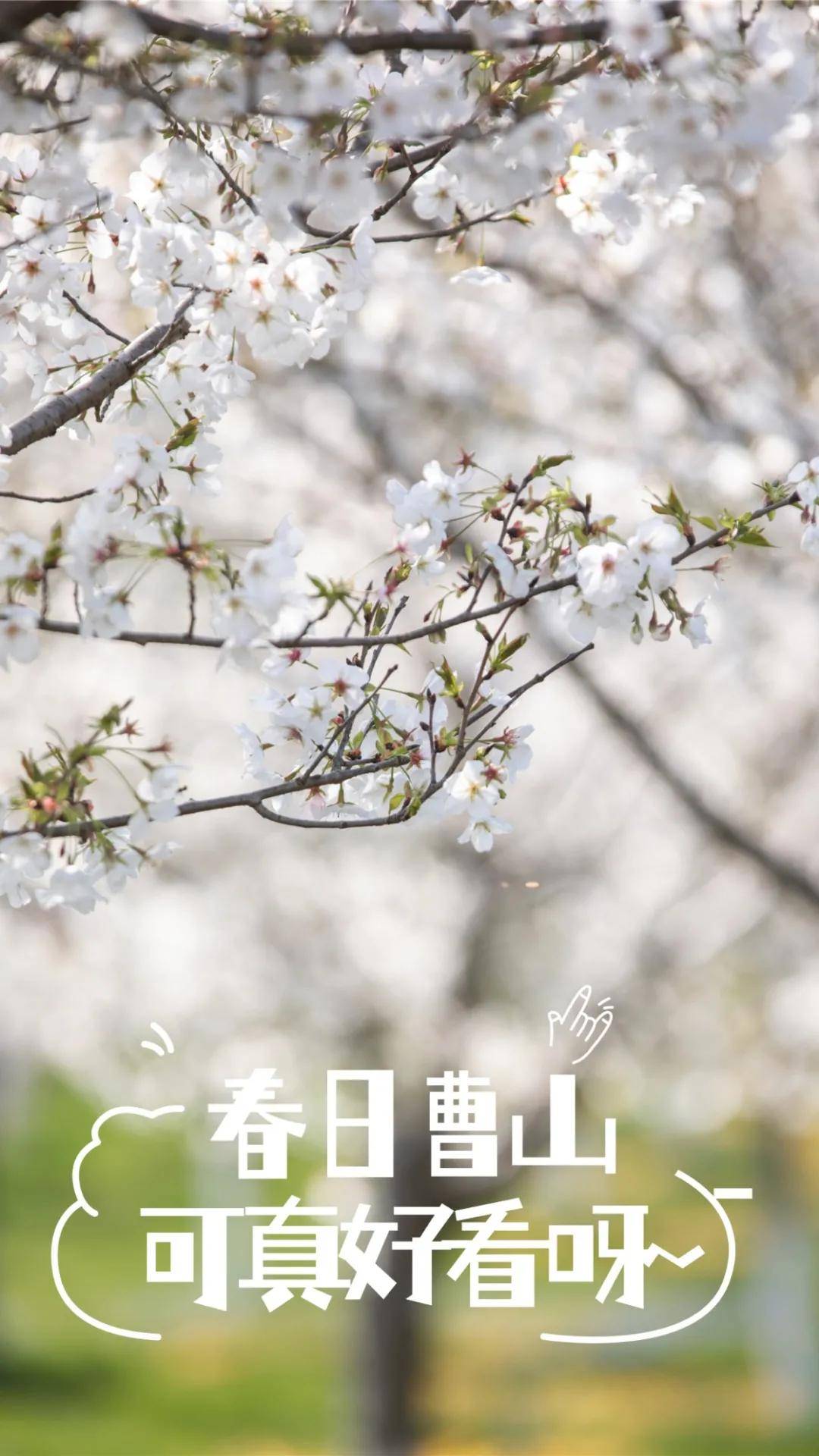 春天×曹山，可真好看！