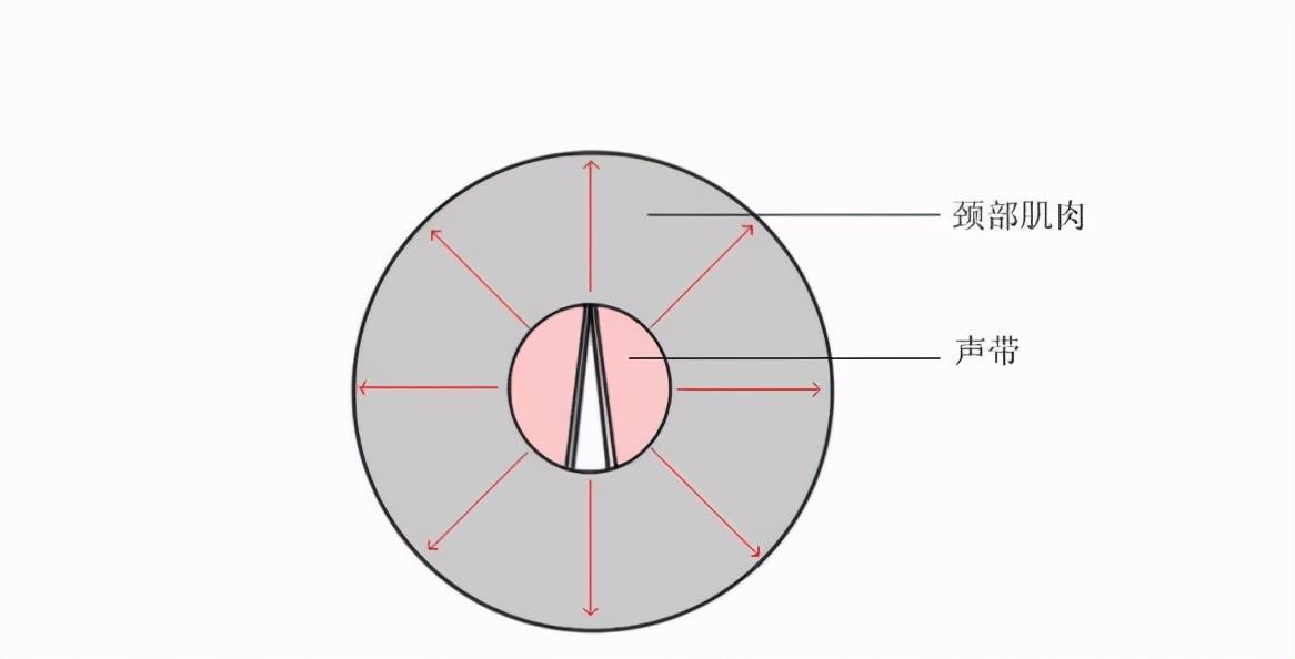 唱歌时声带状态图解图片