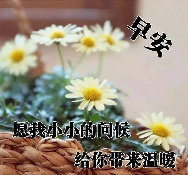 原创大家早上好暖心祝福鲜花图片早晨好问候句子表情