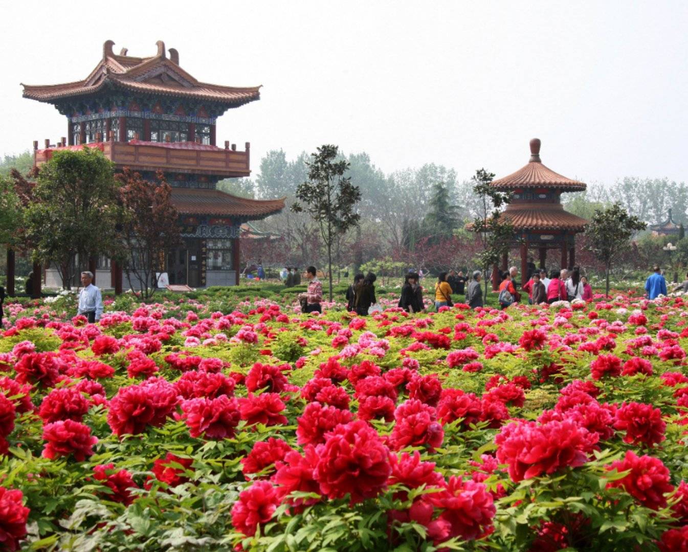 2021中国国花园游玩攻略,洛阳赏牡丹的地方有很多，其...【去哪儿攻略】
