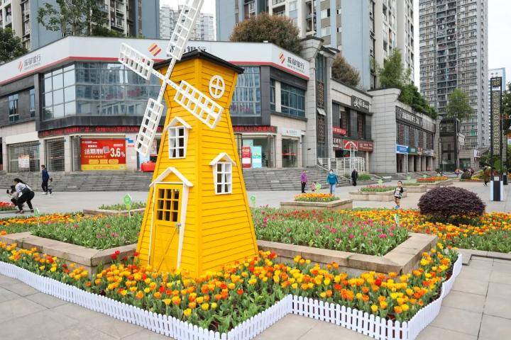 巴南又在搞花展60万株香约龙洲湾