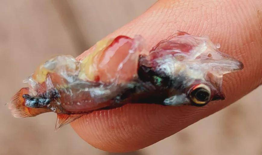 随着病情的恶化,会出现白尾,打转的症状.