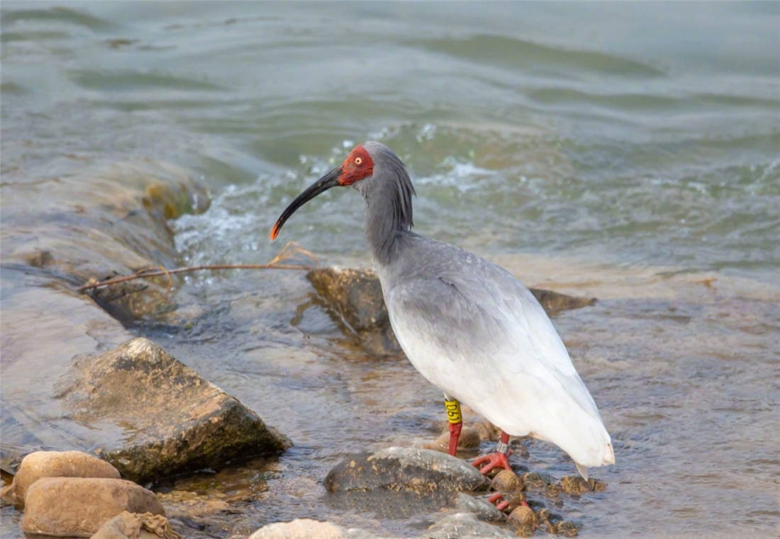 延安首次发现一只朱鹮正在葫芦河边觅食会看风水用树枝作定情信物