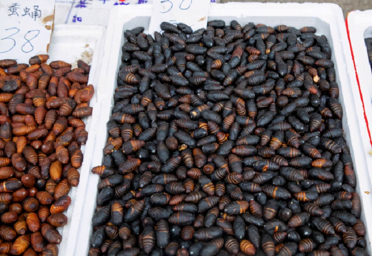 买蚕蛹,黄的黑的哪个好?认准这3点,蚕蛹新鲜营养足,好吃