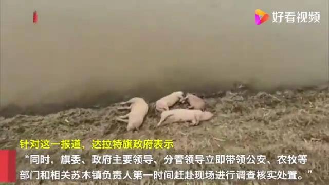 黄河内丢弃死猪事件:已确定2名嫌疑人-搜狐大视野-搜狐新闻