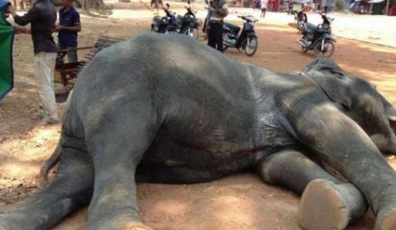 大象活生生的被人骑死，柬埔寨全面禁止大象载客