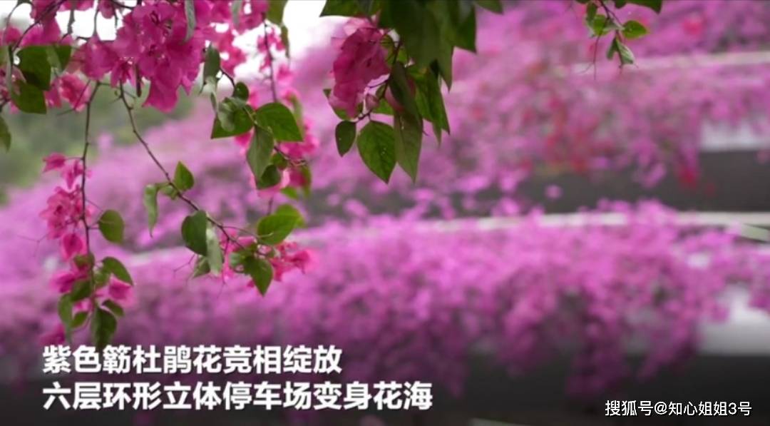 深圳最美的花海停车场，六层紫色簕杜鹃，吸引众多游客拍照留念