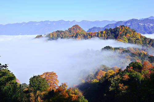 光雾山海拔2500米红叶一日一色！秋日美景你看过哪个？