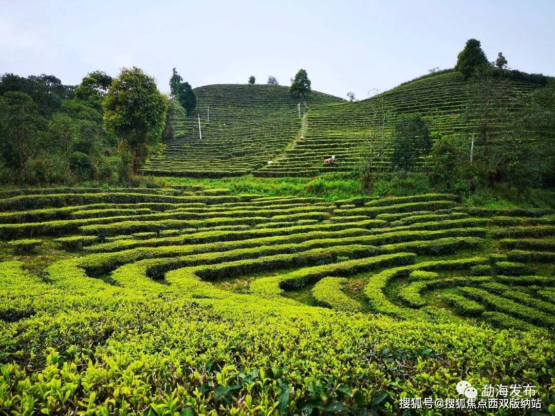春茶，一场春天里的盛事——勐海县80余万亩春茶陆续开采啦！
