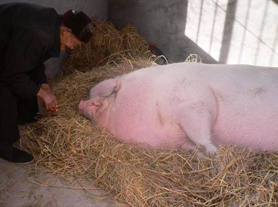 浙江猪王体重高达2200斤历经4劫终遁入佛门