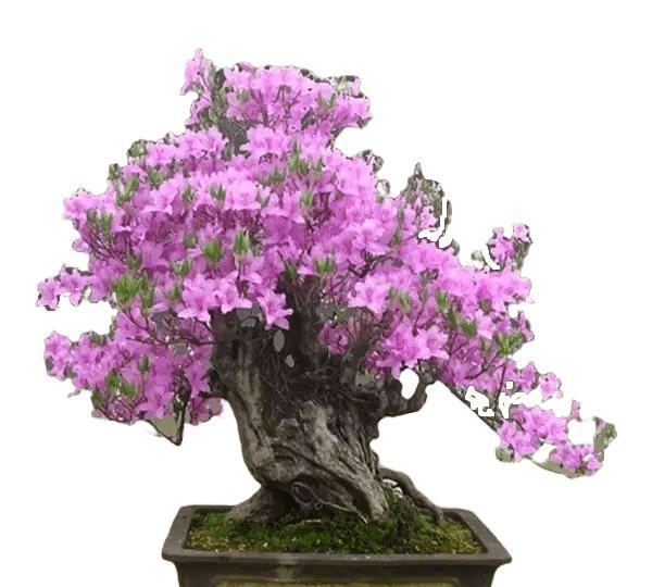 a62b2f4a84b048f3ab7a34f70bc7bfe4.png