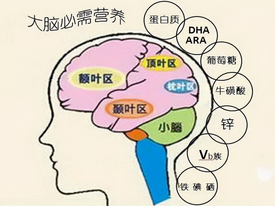 大班健康保护大脑图片图片