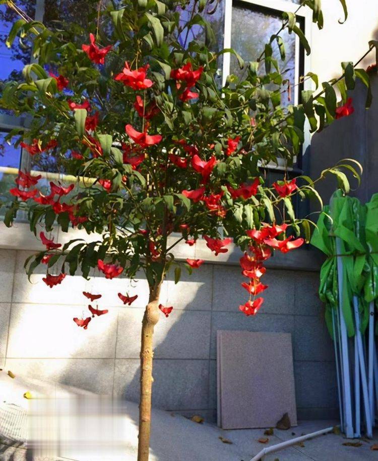 满树挂满了蝴蝶花,名叫金丝吊蝴蝶,养成树太美了