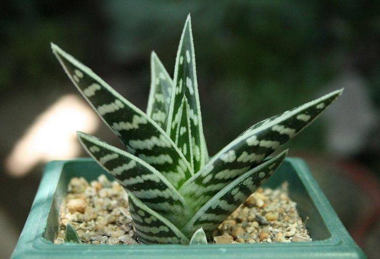 原创这是一种少见芦荟,叶子自带小白点,养好了还能开花