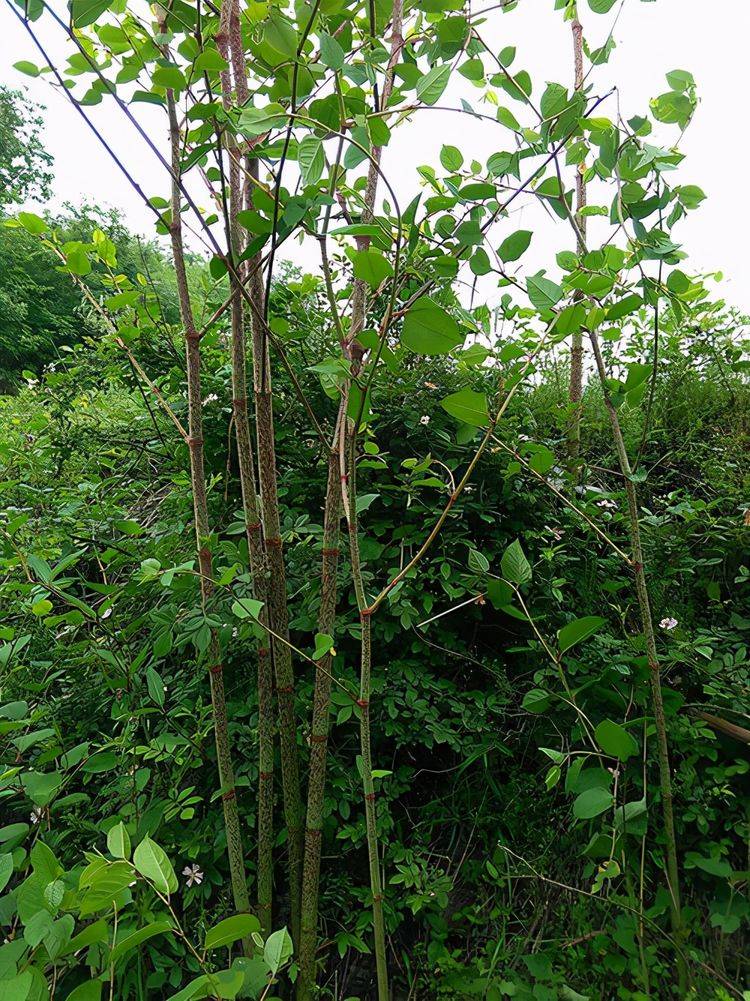 正是因为有了日本虎杖,导致英国发生过一次灾害.