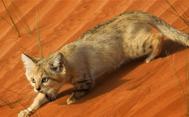 地球上唯一生活在沙漠的猫，外表呆萌却很凶悍，连蛇都不是它对手
