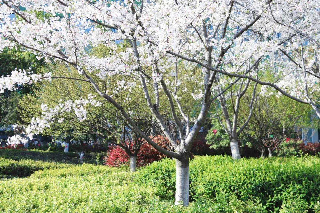 杭州丽水数字大厦的春日美景，你get到了吗？