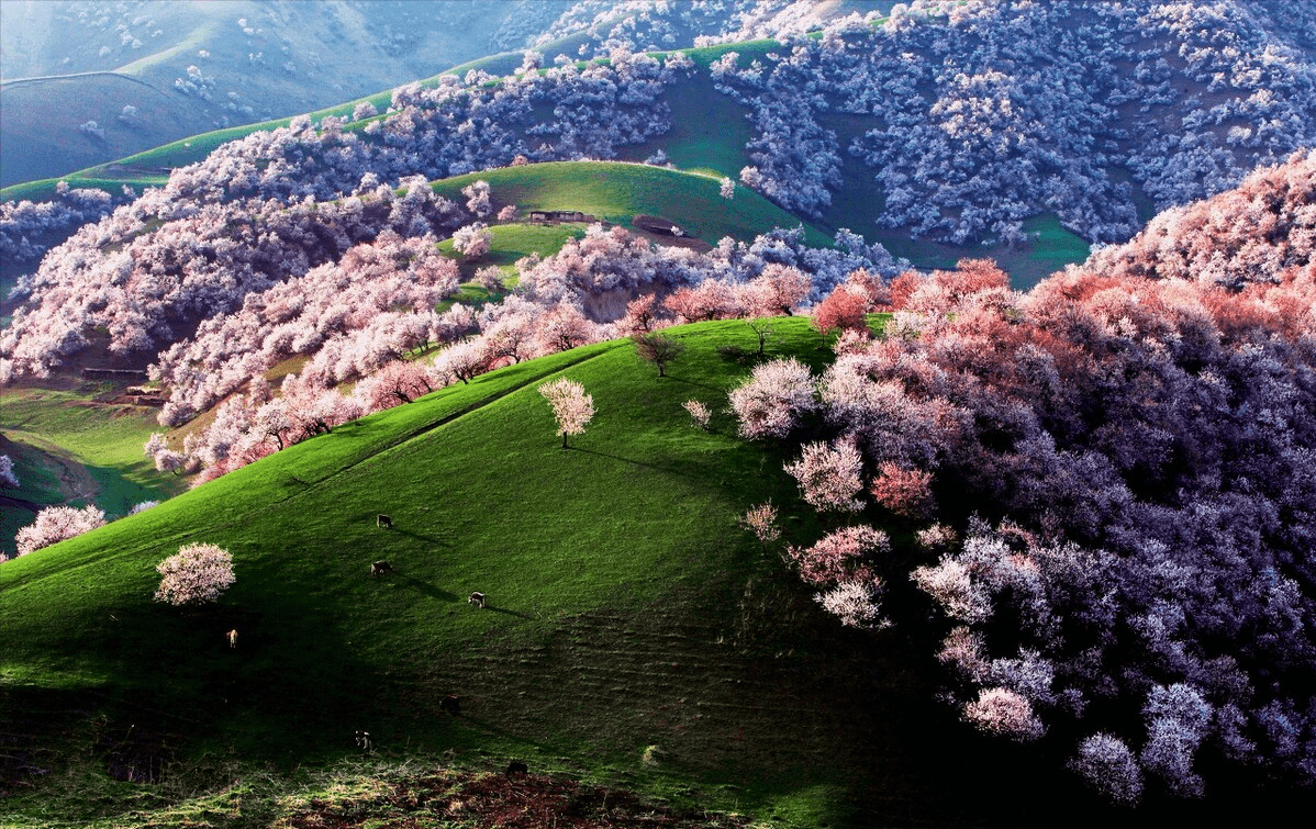 伊犁门户果子沟，春天是野果花的主场，媲桂林胜雁岩美景引人入胜