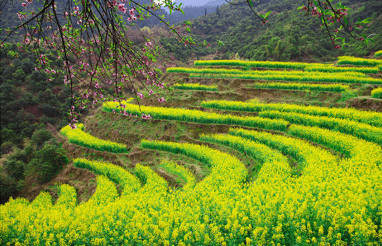 重庆旅游新耍法：綦江高庙看千亩油菜花，北纬29度康氧小镇值得打卡