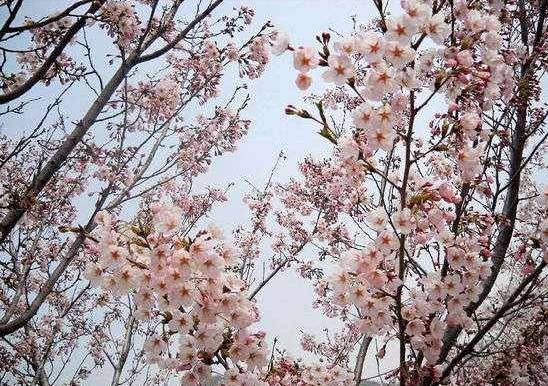 我国三个著名的樱花圣地，两个在江苏，风景不逊色于日本
