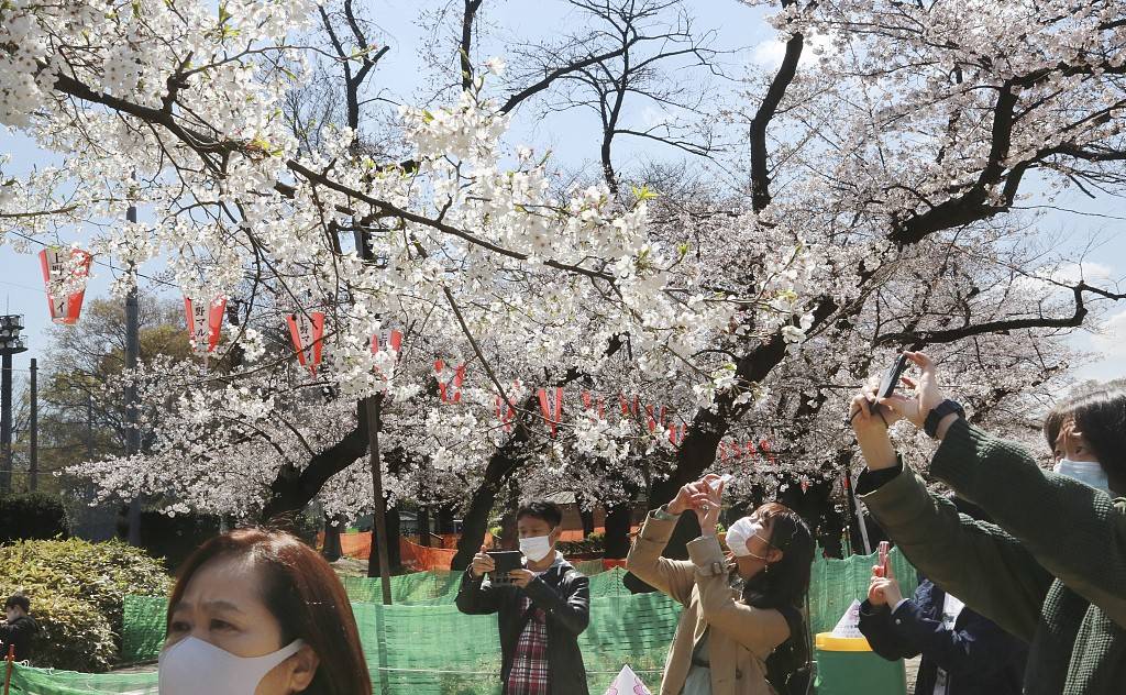 日本东京迎来樱花盛花期 赏花游客人山人海