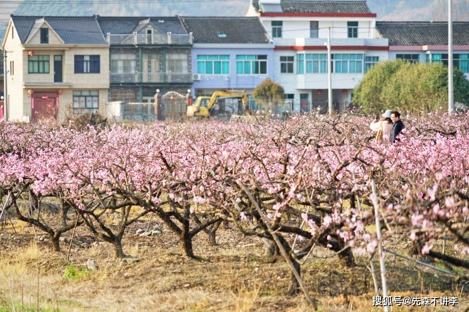 宁波小众赏花秘境，三月春盛，来这里邂逅一片鲜为人知的桃花源
