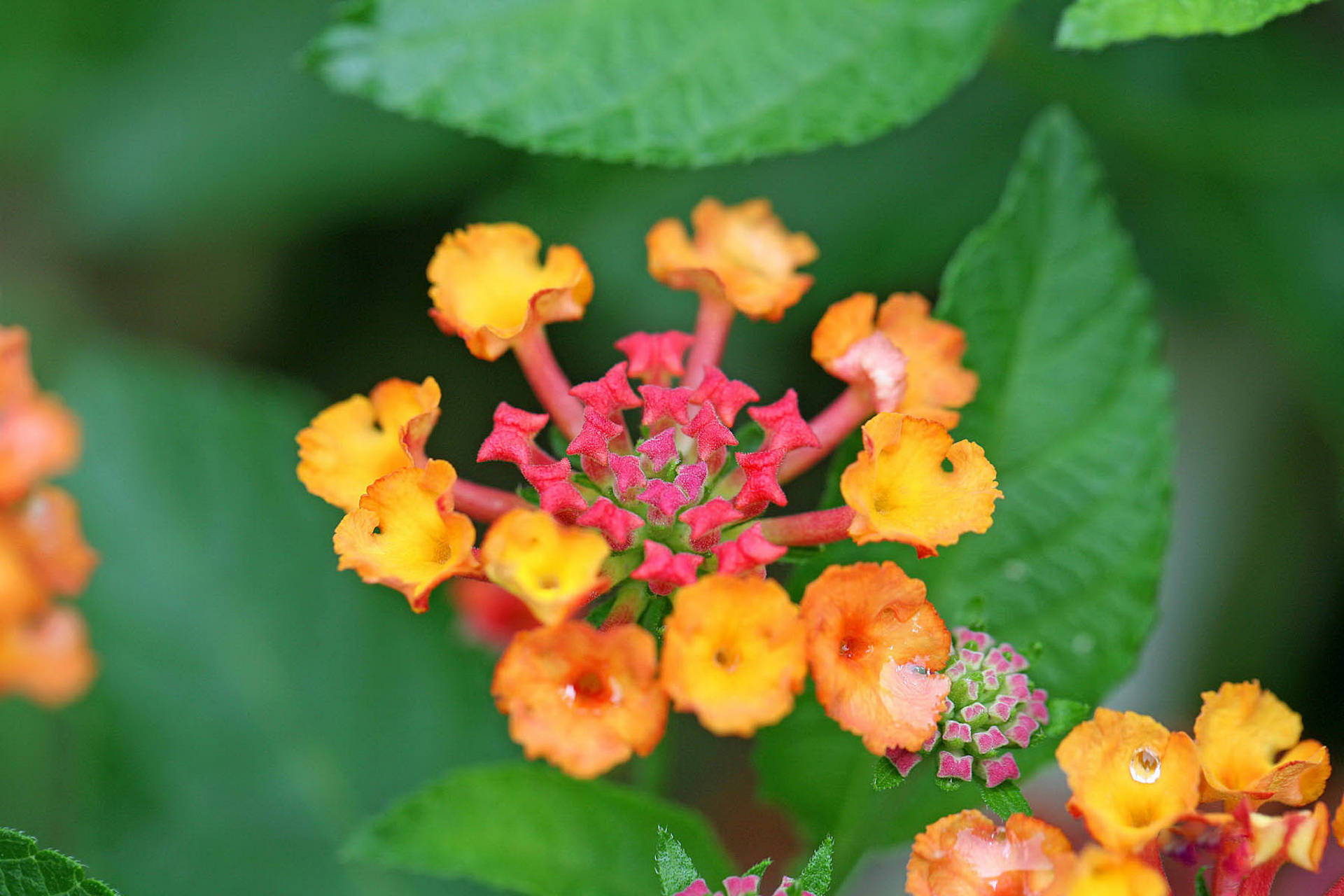 3月25日星座运势 双子随机应变 狮子责任感强 双鱼居安思危 工作