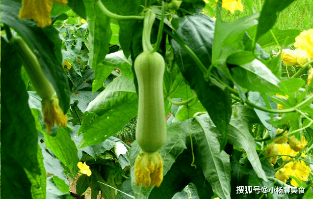 丝瓜的功效与作用糖尿病人吃丝瓜 b70fdea8d0d24e7c8aebc113dda1473c.png