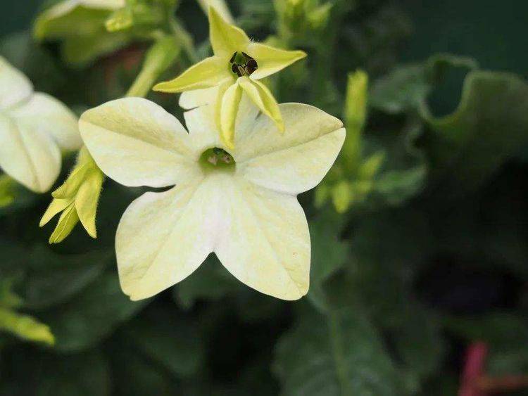 烟草不是烟草花 这花长得更漂亮 开花雪白能家养 叶子