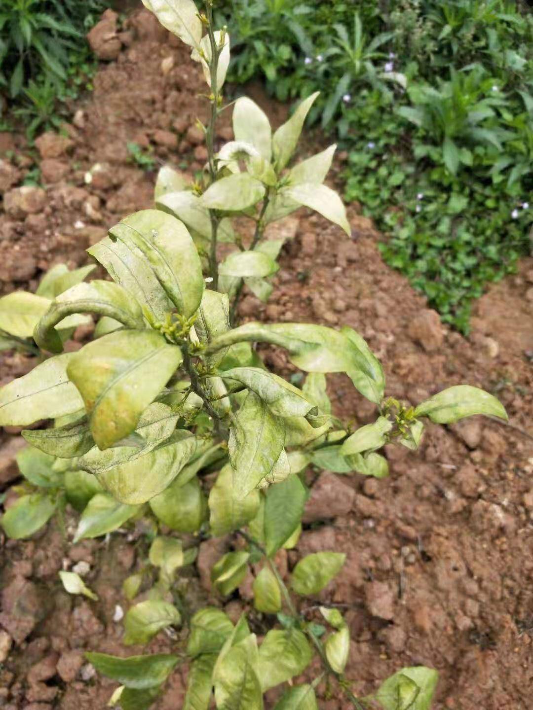 桃树蚜虫作为危害桃树叶片的主要害虫之一,在我国大部分桃树主栽区都