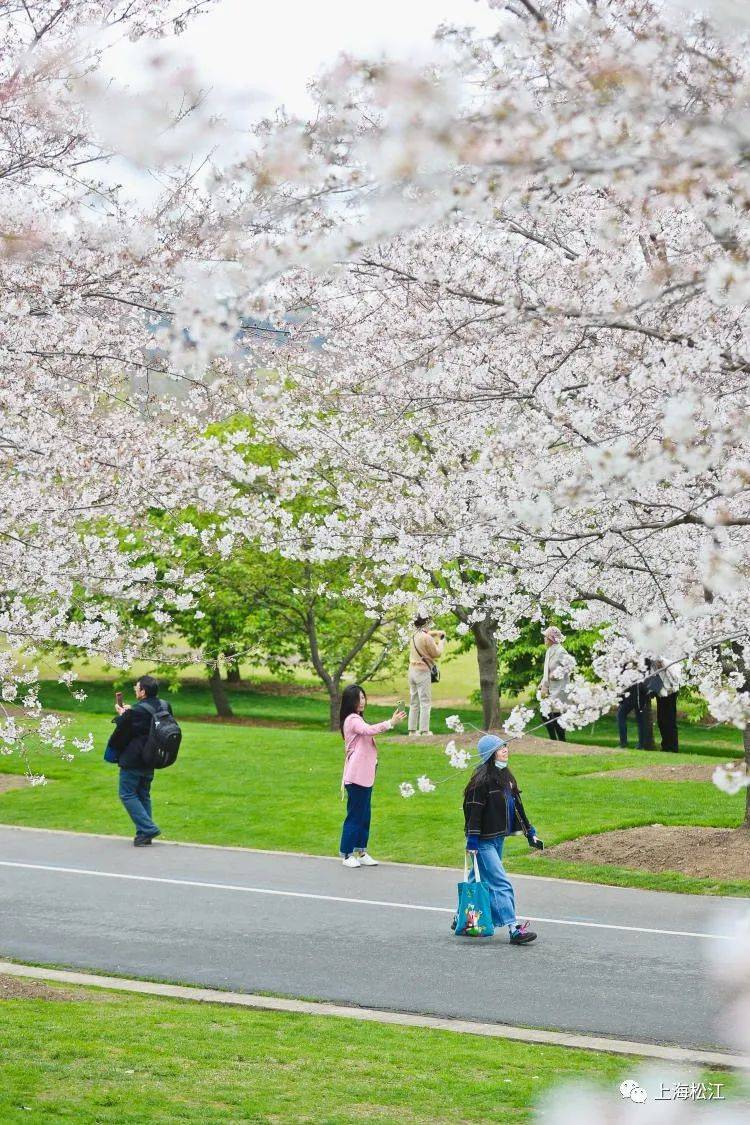 八成以上绽放，辰山植物园染井吉野樱迎来最佳观赏期