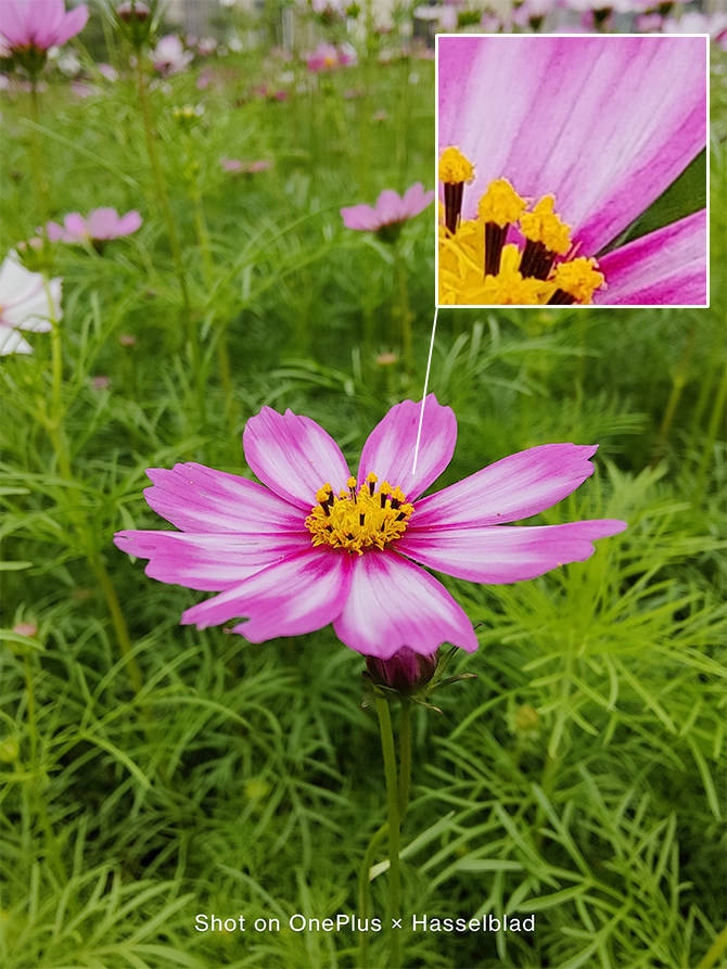 影像|一加 9评测：哈苏加持下的120Hz影像旗舰