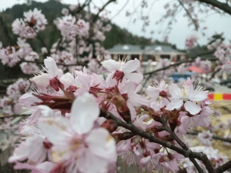 又是一年赏樱季，这条路线“私藏”了大围山整个春天