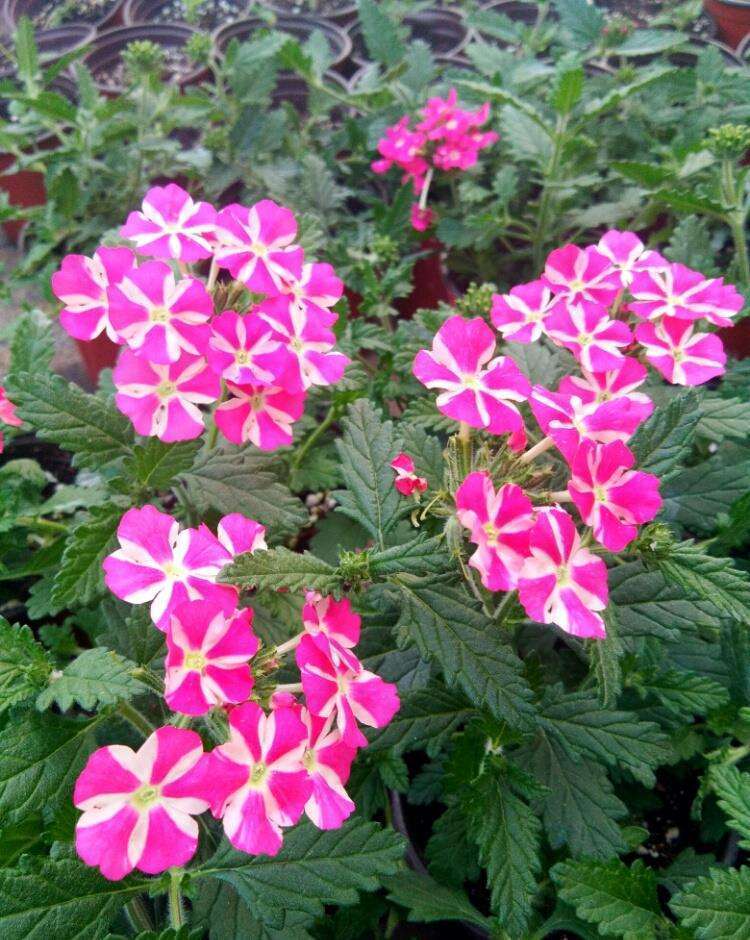 它是开花最多的草本花，生长周期短，开花量大，名叫美女樱_搜狐网