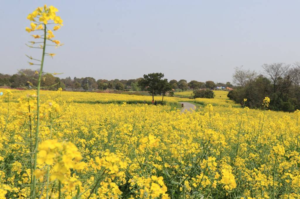 南京高淳的油菜花海简直美爆了!