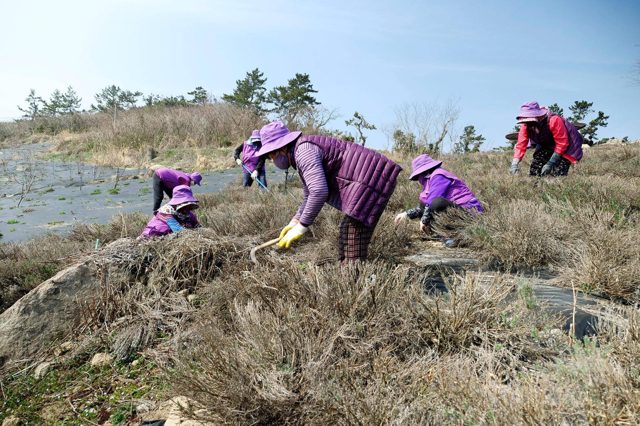 对抗孤独！韩国小渔村全村上下染成紫色，连大妈里外都穿紫色